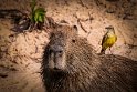 030 Noord Pantanal, capibara